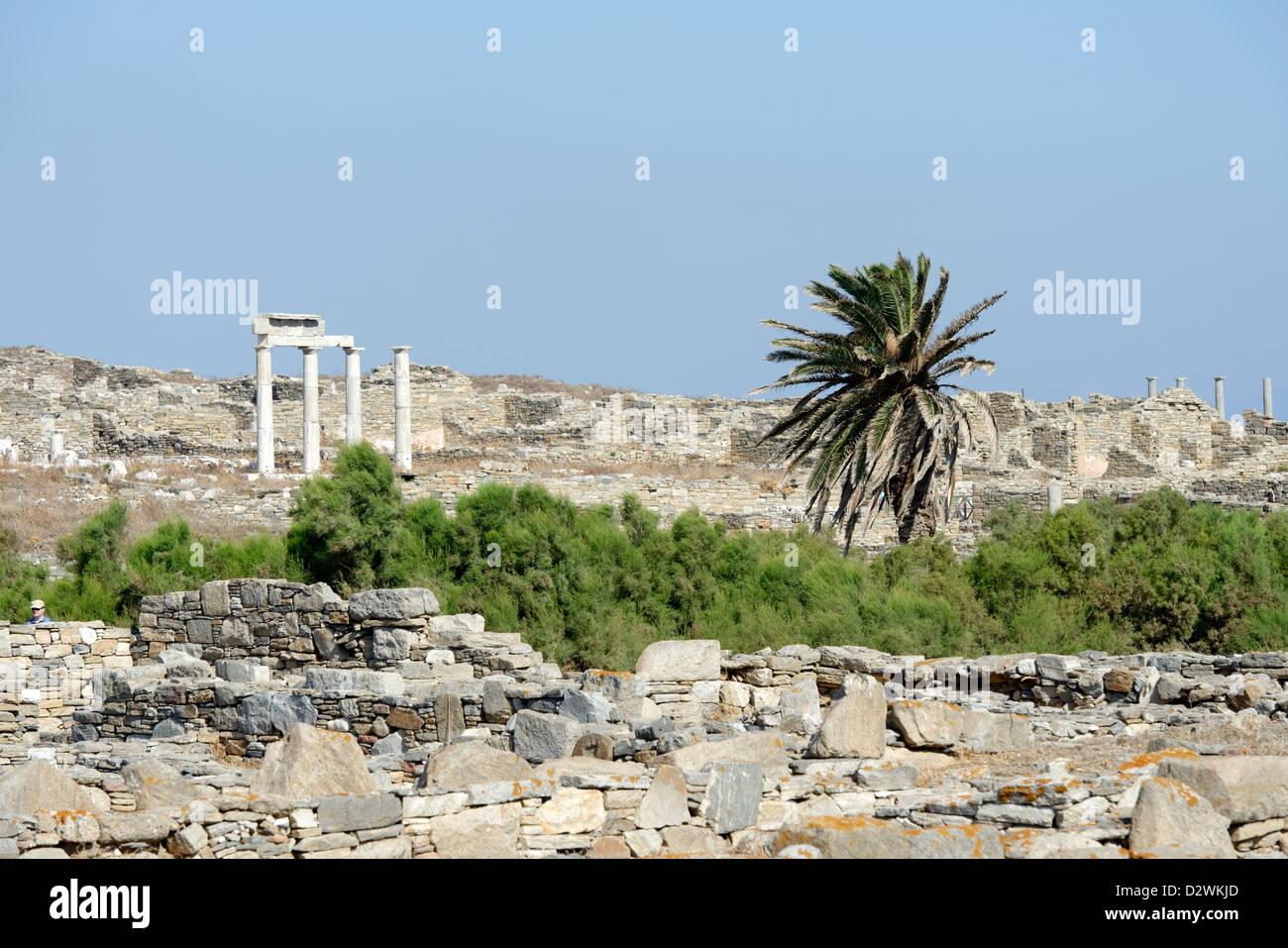 Delos. La Grecia. Il lone Palm tree del lago sacro dove Leto ha dato nascita di Apollo e Artemide. Foto Stock