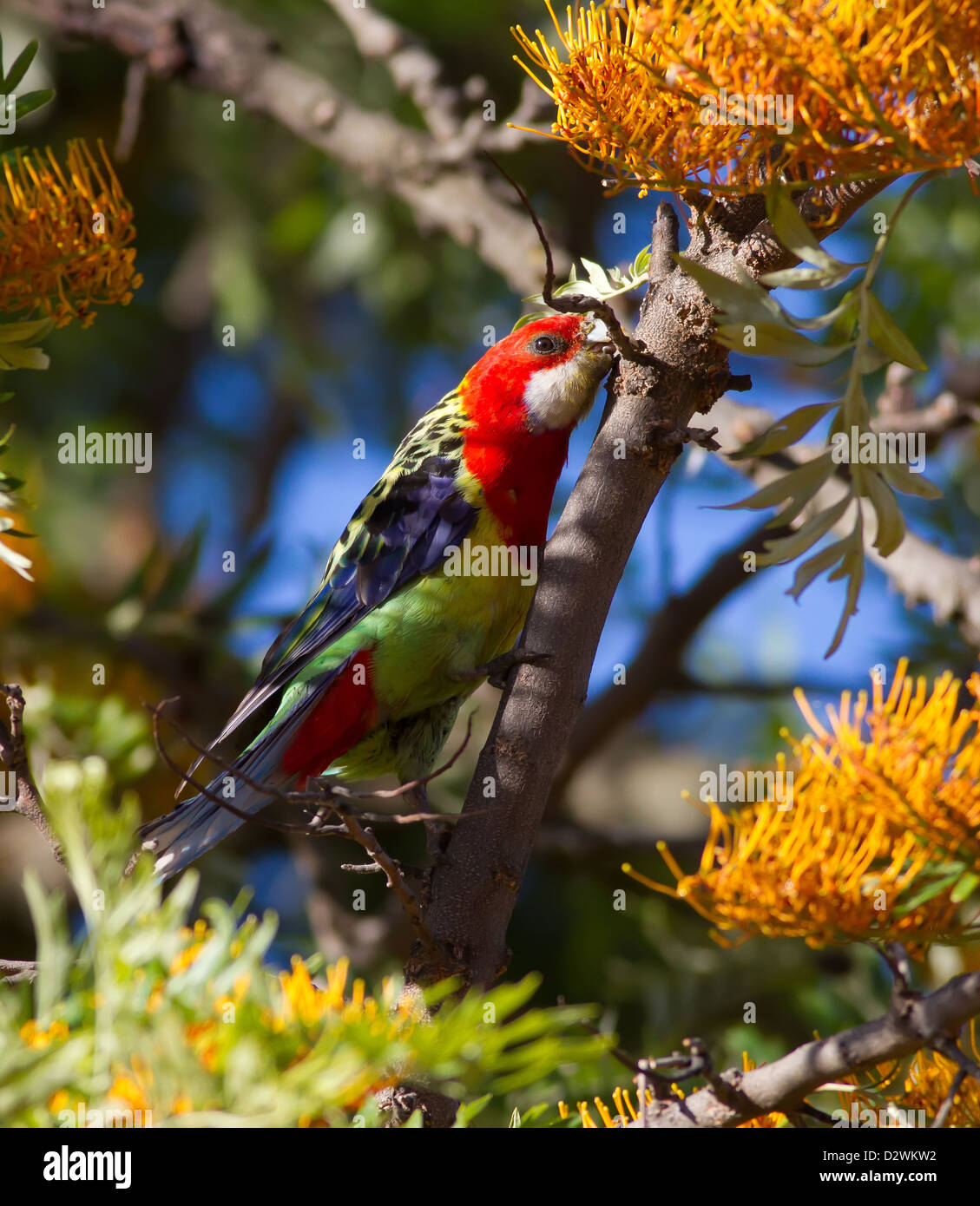 Orientale nativo Rosella pappagallo colorato riserva di Oakland Adelaide Australia del Sud Australian platycercus eximius Foto Stock