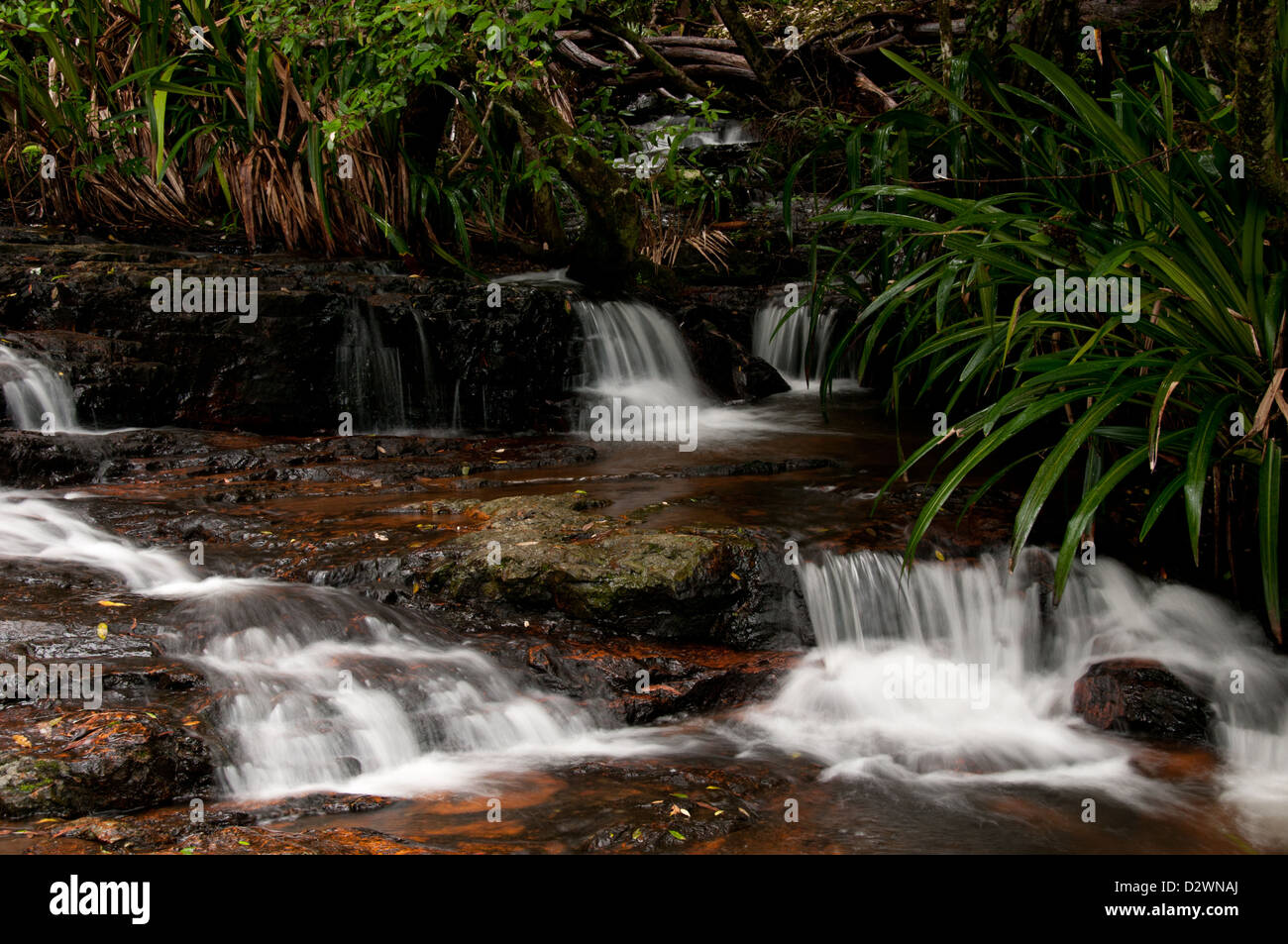 Springbrook National Park, Cascata circuito, entroterra della Gold Coast vicino a Brisbane, Queensland, Australia Foto Stock