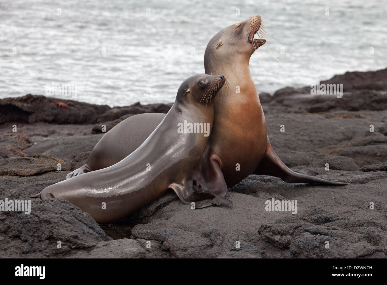 Le Galapagos i leoni di mare (Zalophus wollebaeki) Foto Stock