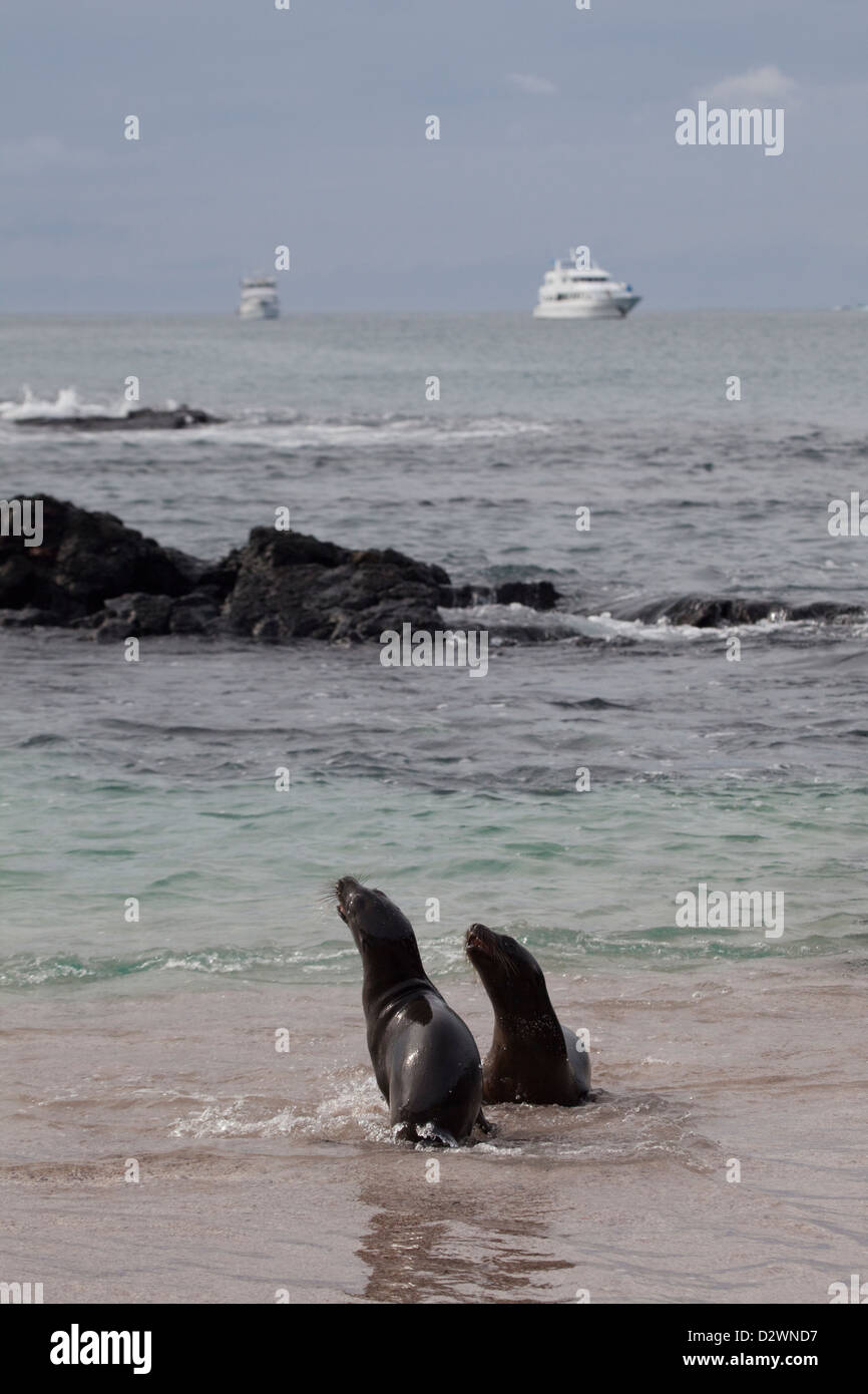 I giovani leoni marini delle Galapagos (Zalophus wollebaeki) giocano lungo la riva dell'isola di Floreana Foto Stock