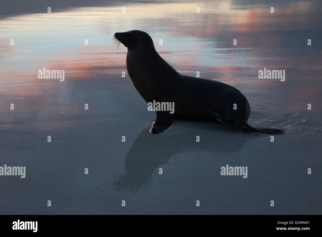 Galapagos Sea Lion sulla spiaggia al tramonto nelle isole Galapagos. (Zalophus wollebaeki) Foto Stock