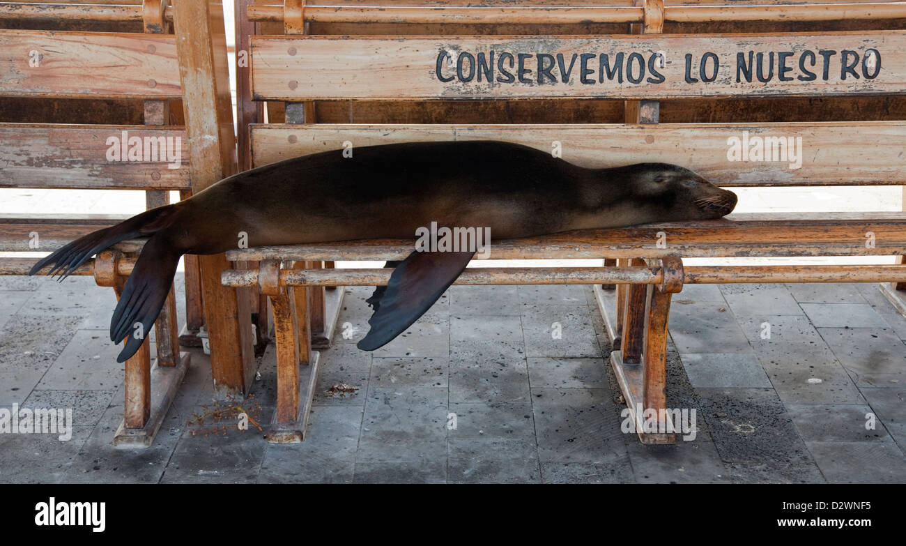 Galapagos Sea Lion snoozing su panchina al lungomare di Puerto Baquerizo Moreno con il logo di conservazione: Conservemos lo nuestro (noi conserviamo il nostro) Foto Stock