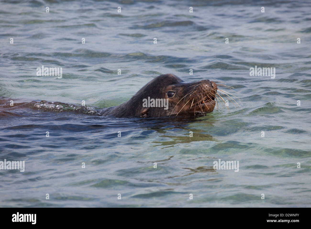 Galapagos Sea Lion bull (Zalophus wollebaeki) nuotare nell'Oceano Pacifico, pattugliare e sorvegliare il territorio Foto Stock