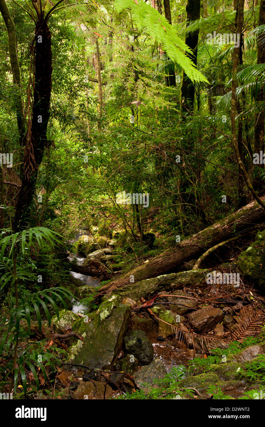 Springbrook National Park, Cascata circuito, entroterra della Gold Coast vicino a Brisbane, Queensland, Australia Foto Stock