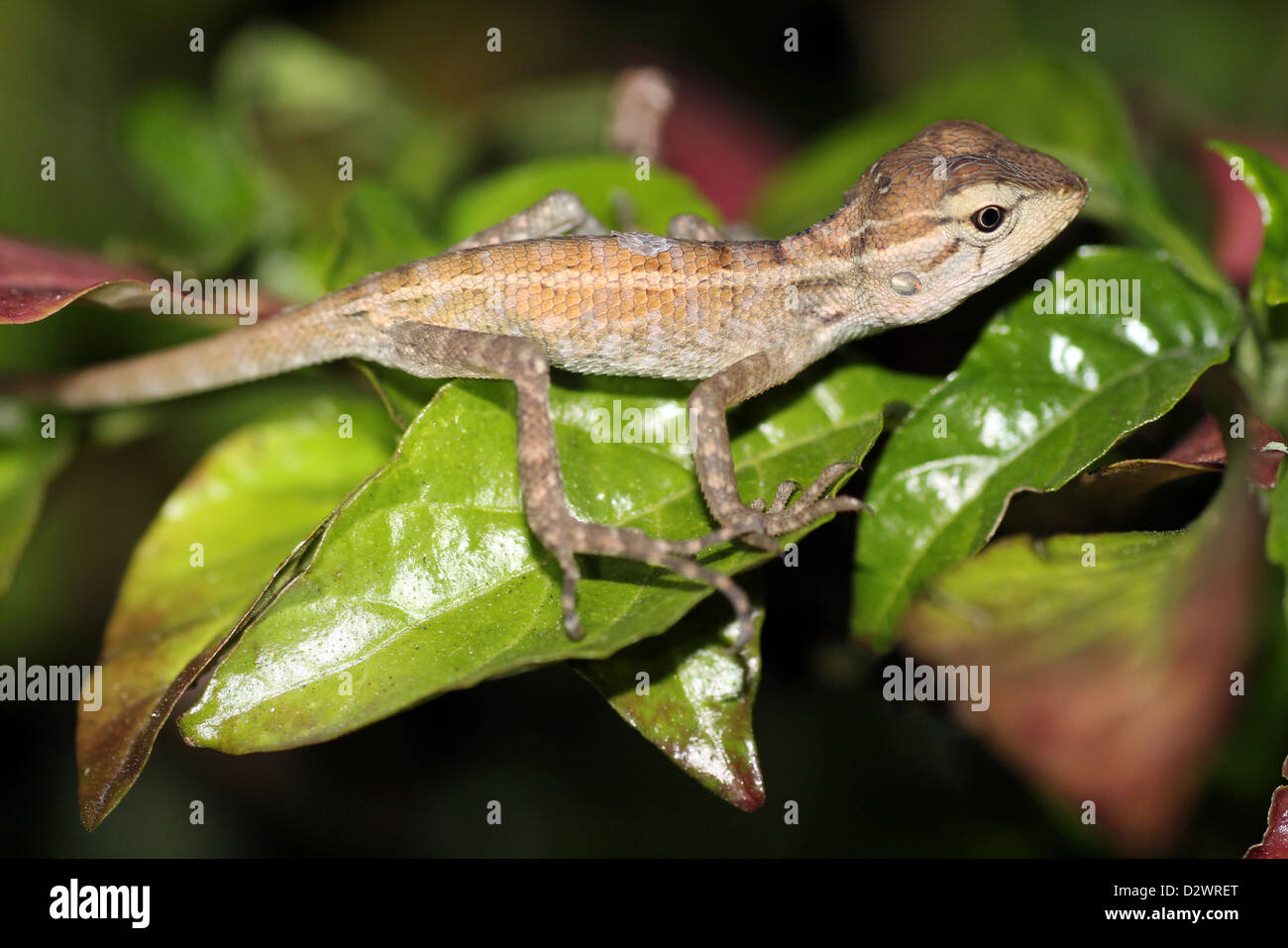 Giardino orientale giovanile Lizard Calotes versicolor Foto Stock