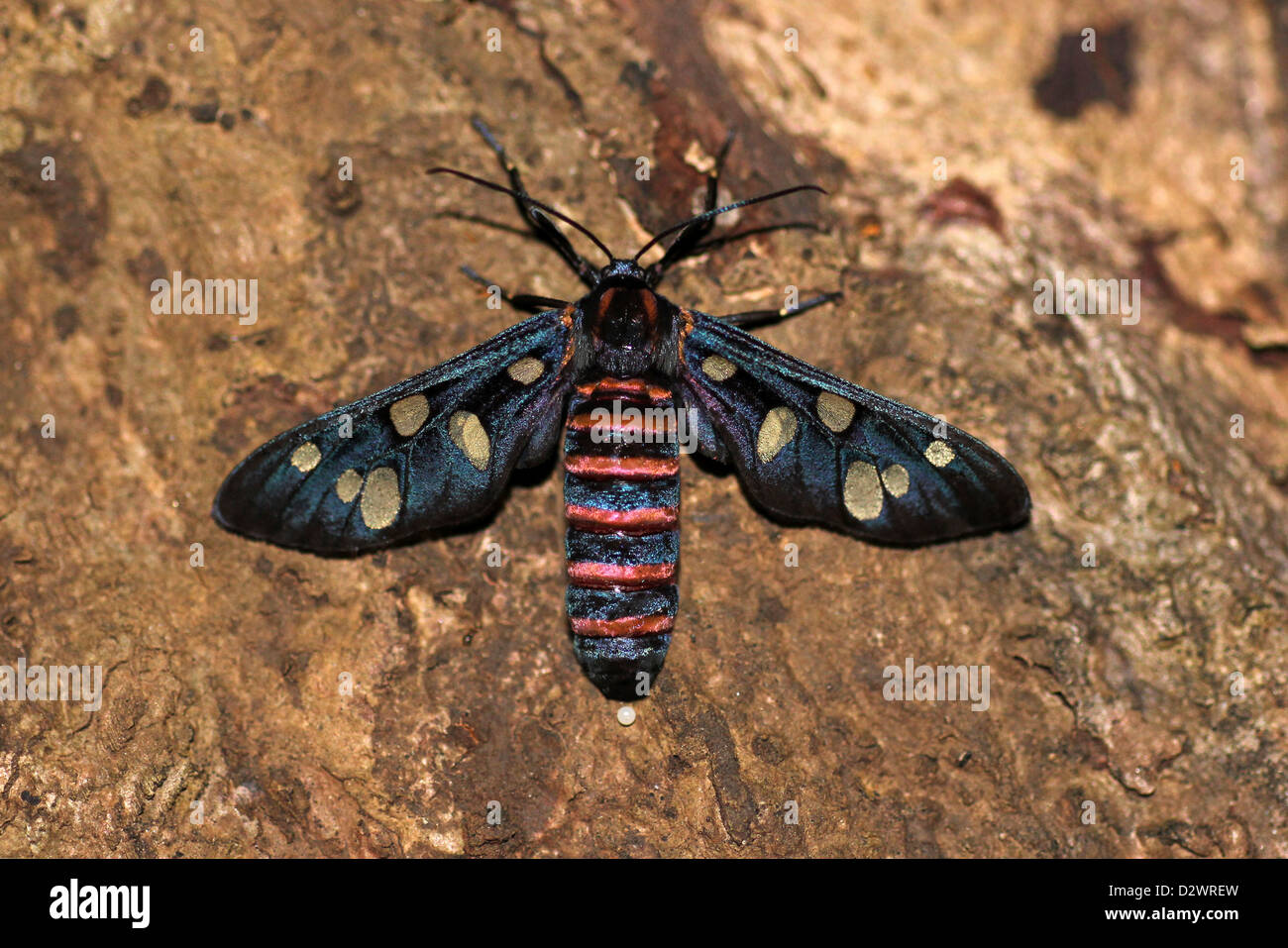Indian Wasp Moth - Amata passalis, femmina uovo di posa Foto Stock