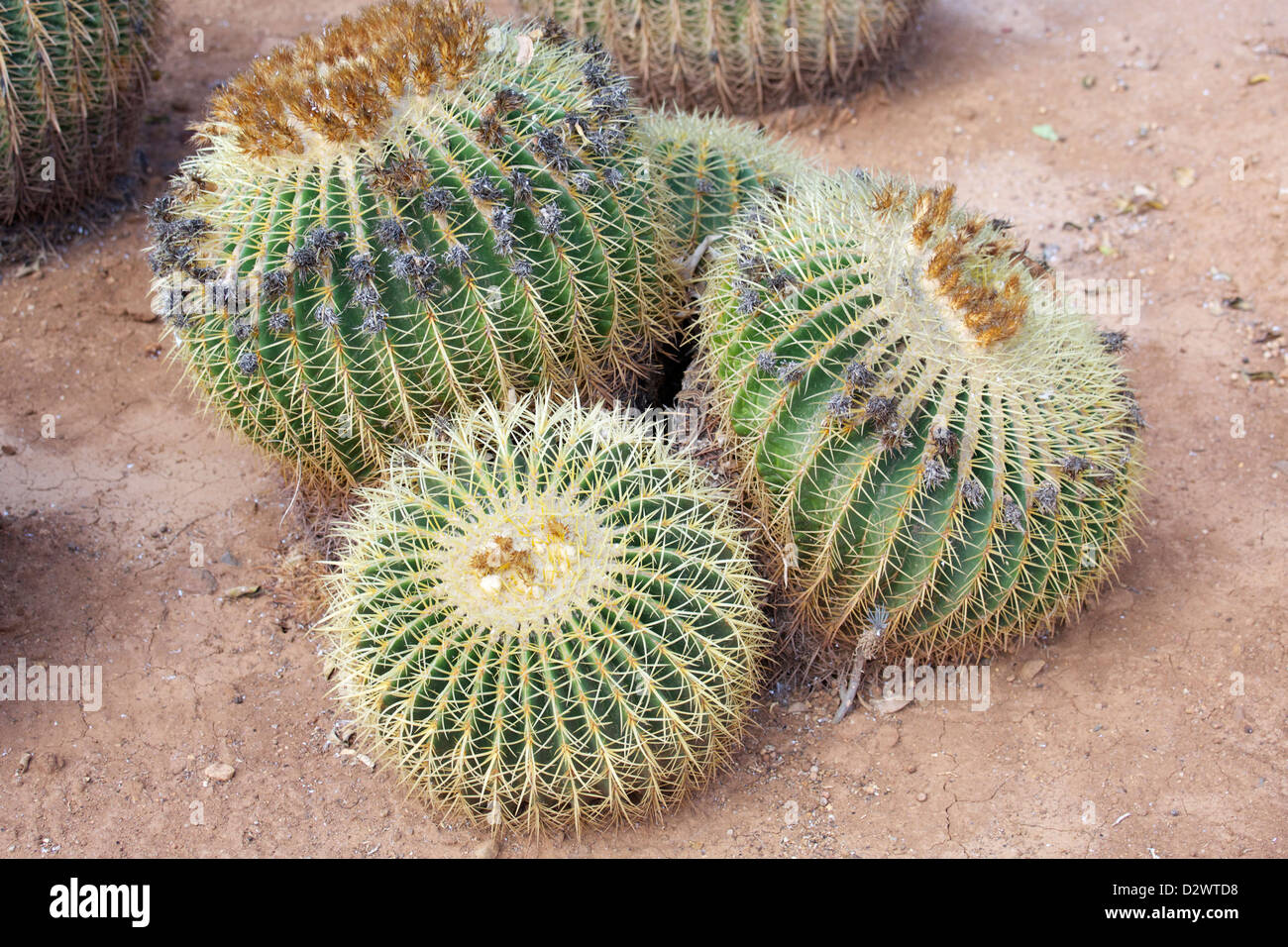 Tre di medie dimensioni cactus Foto Stock