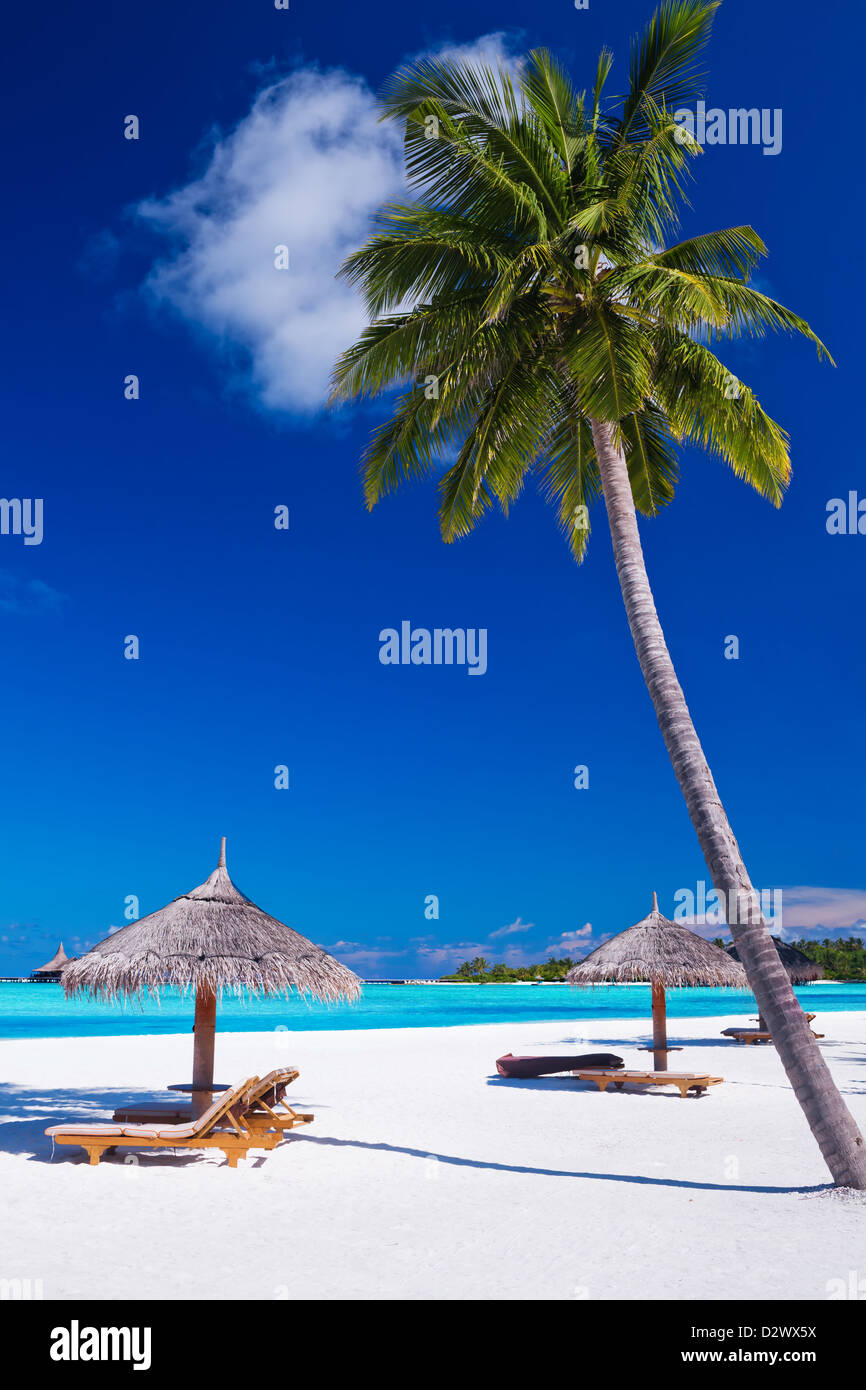 Sedie a sdraio sotto umrellas e palme delle Maldive Foto Stock