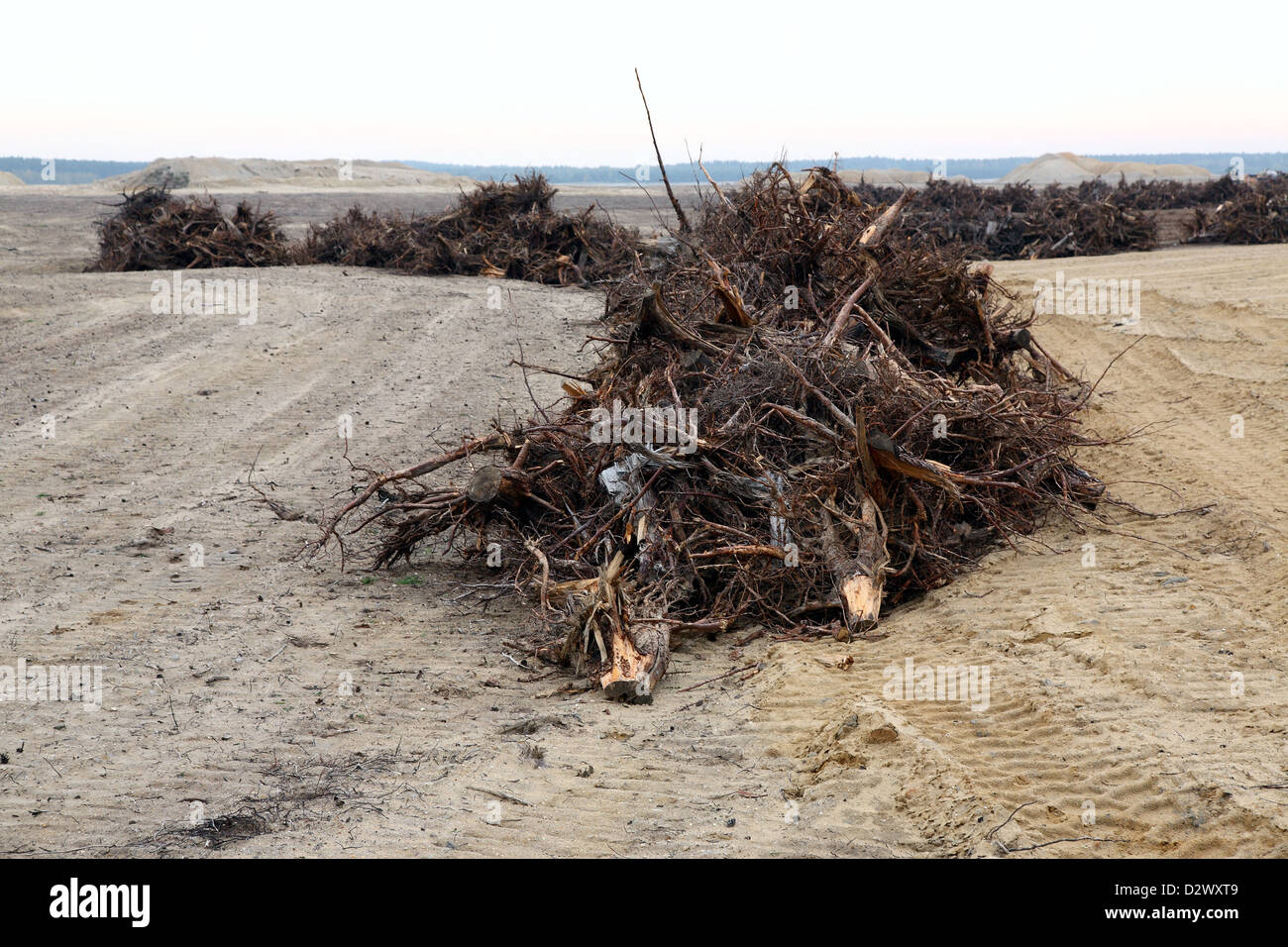 Nochten, Germania, Rekultivierungsflaeche WN 308 nel distretto forestale Nochten-Vattenfall Foto Stock