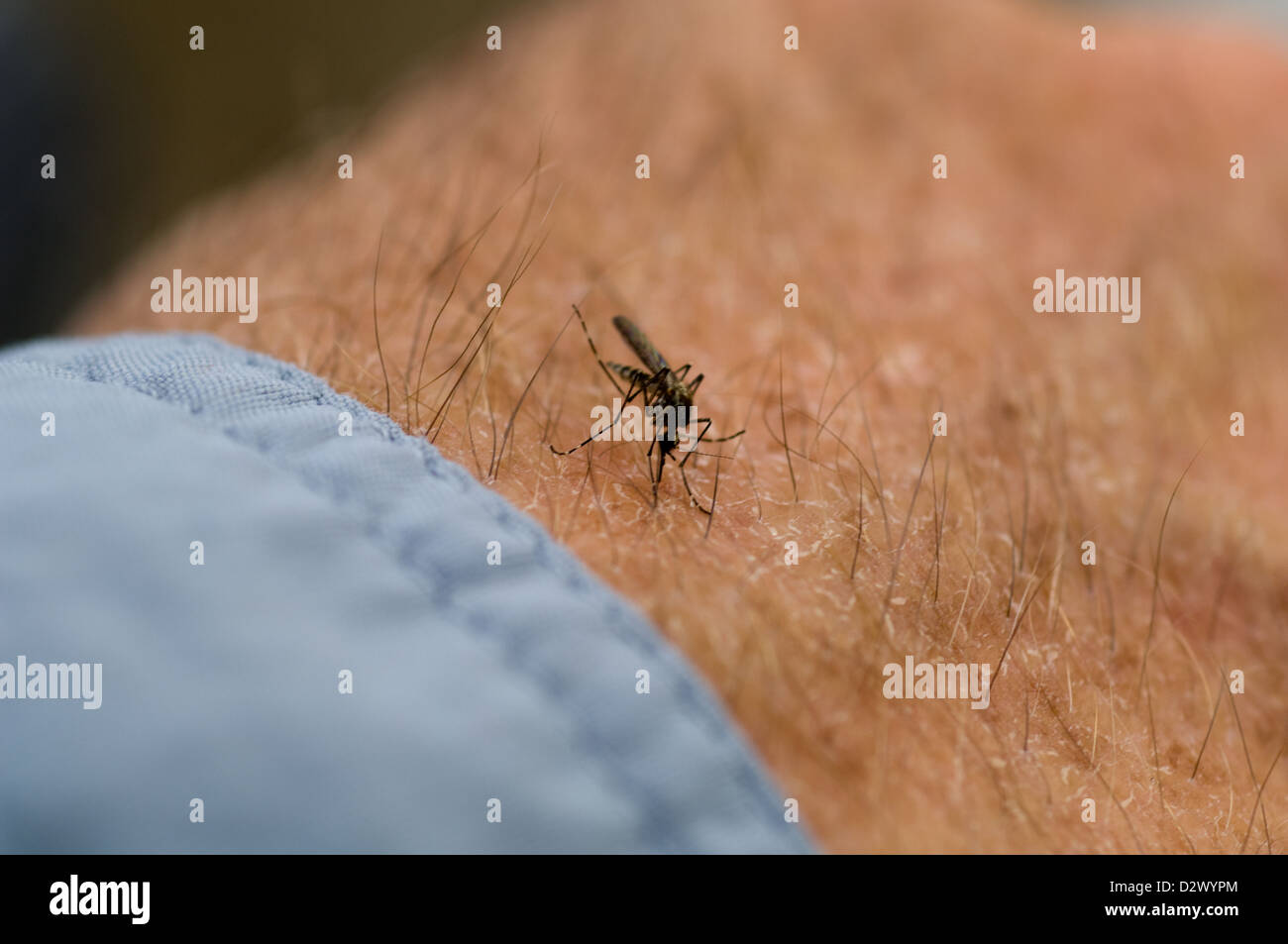 Alaskan mosquito pronto a mordere Foto Stock