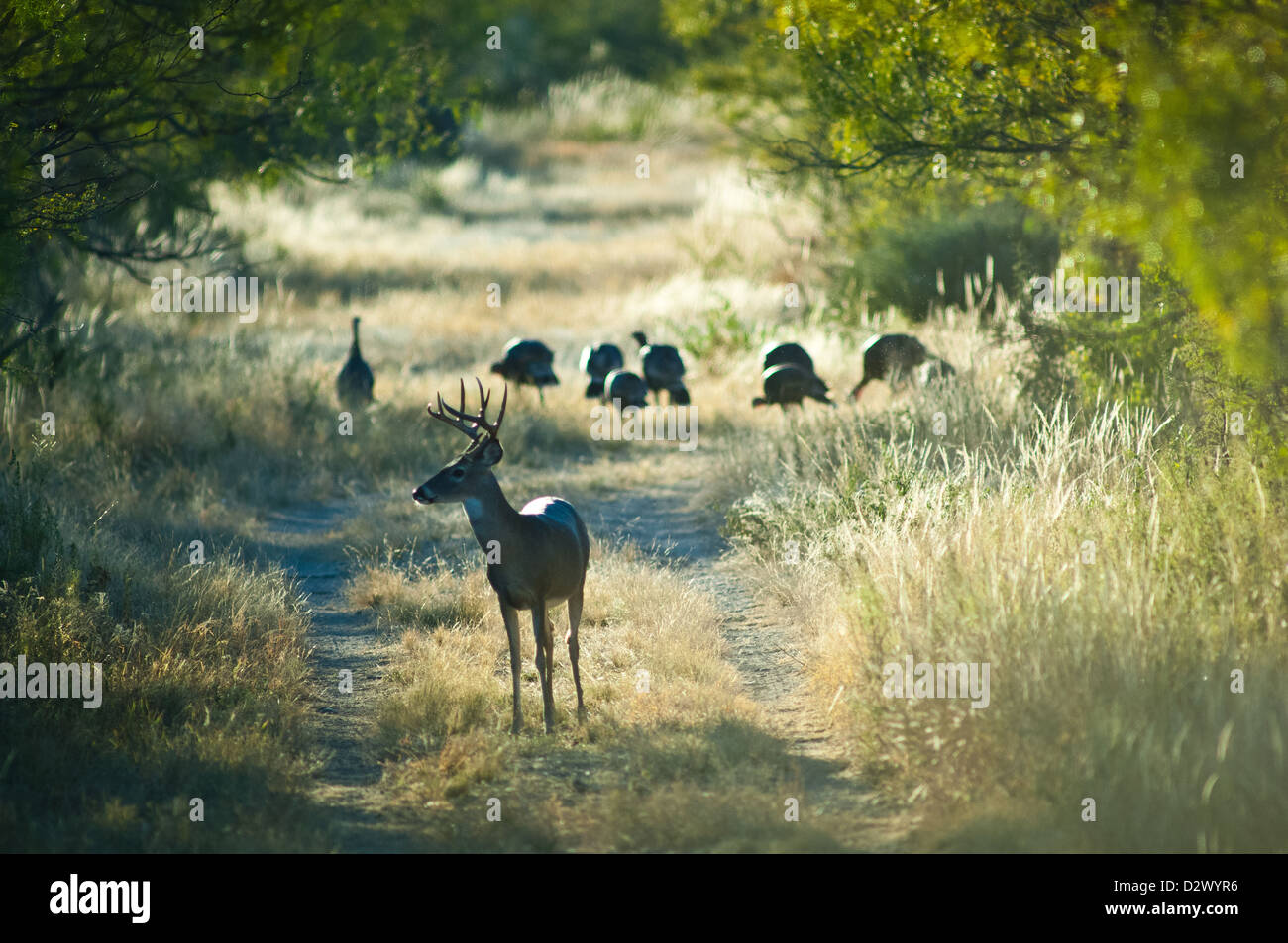 Culbianco buck deer (Odocoileus virginianus) e tacchini selvatici (Meleagris gallopavo) vicino Spofford Texas Foto Stock