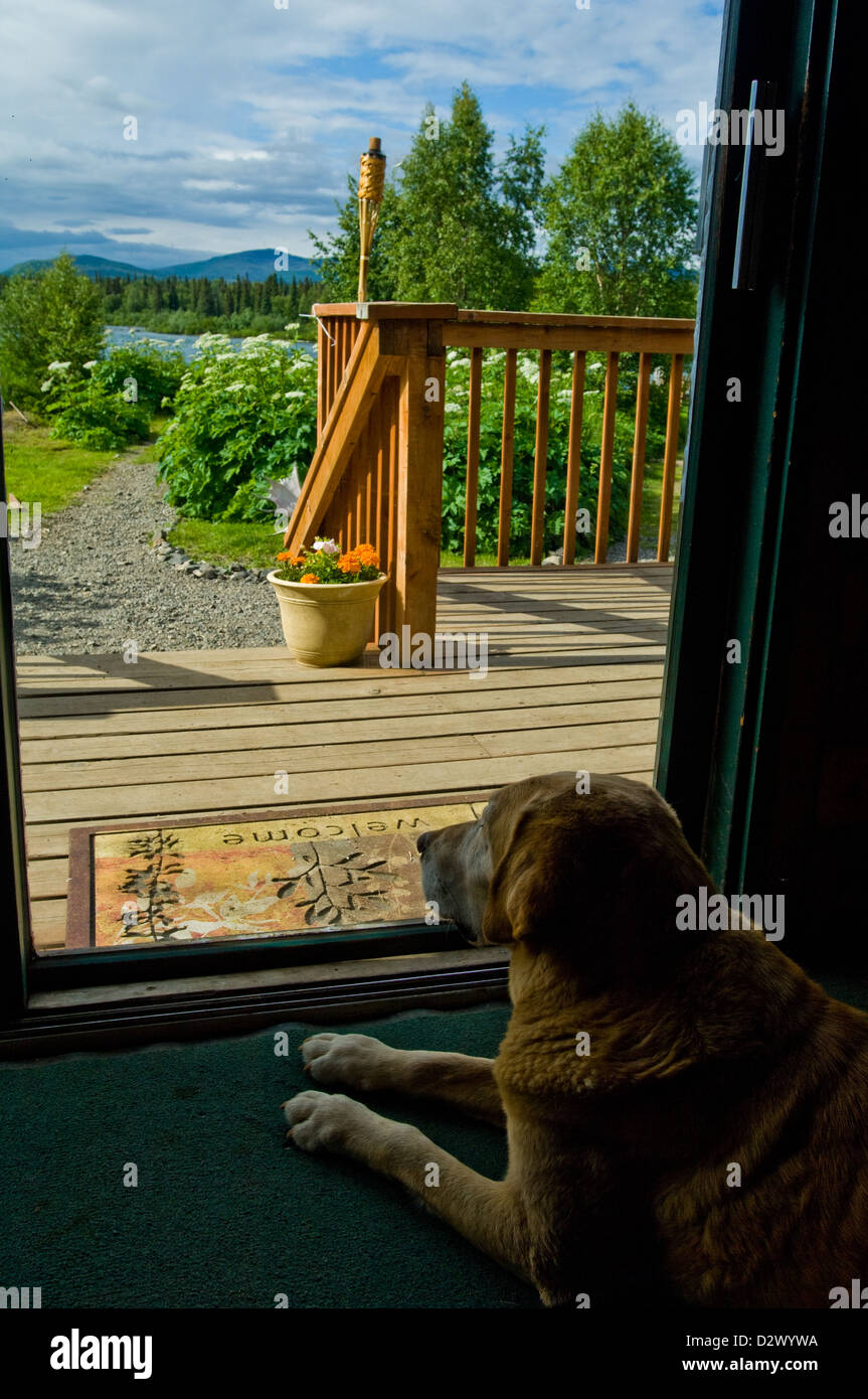 Laboratorio di giallo in attesa per gli ospiti a tornare a un Alaska lodge di pesca Foto Stock