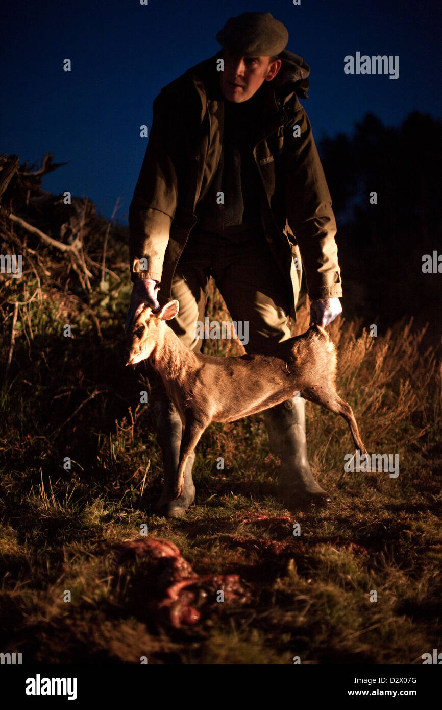 Hunter mantiene giovane cervo ucciso per lo sport, Thetford Forest, Regno Unito Foto Stock