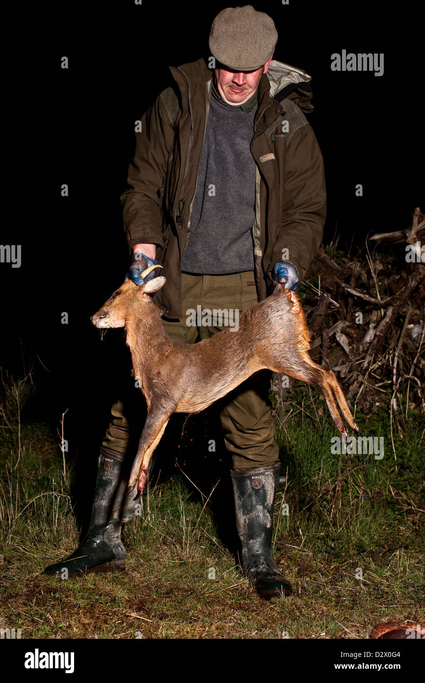 Hunter mantiene giovane cervo ucciso per lo sport, Thetford Forest, Regno Unito Foto Stock