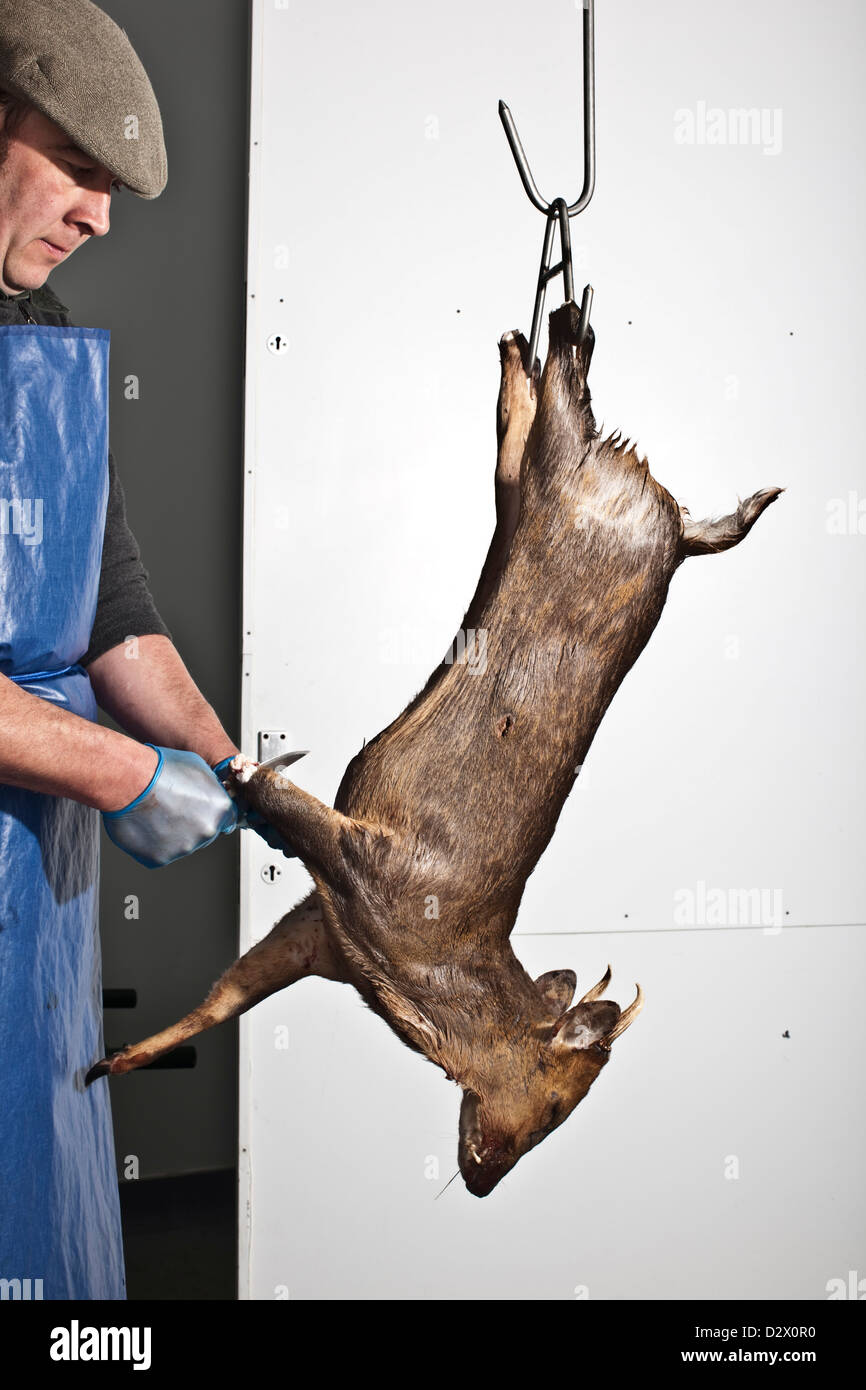 Uomo piedi di taglio da cervo appeso dal gancio in macelli, Thetford, Regno Unito Foto Stock