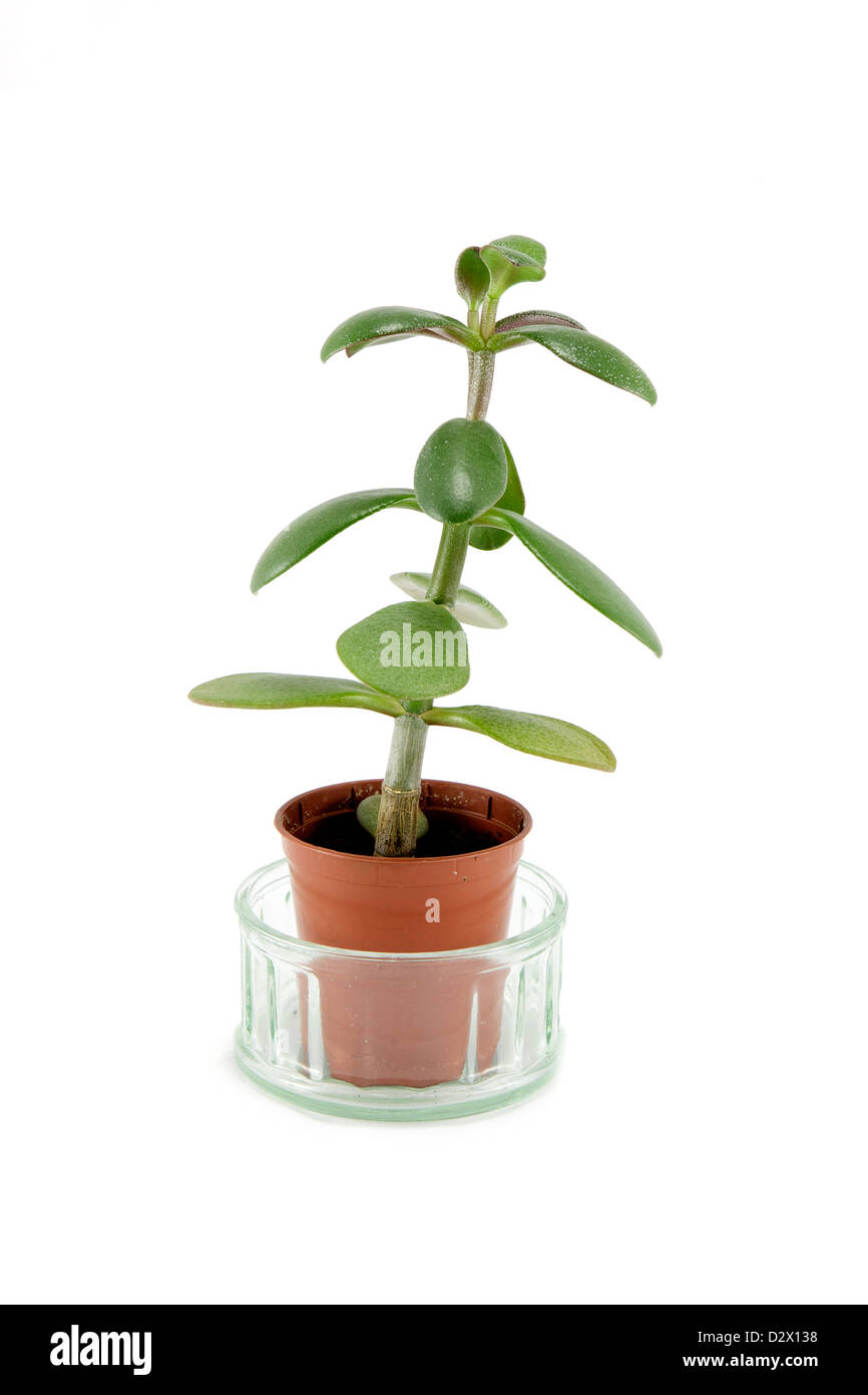 Divertenti piccole piante verdi in vaso piccolo su sfondo bianco Foto Stock