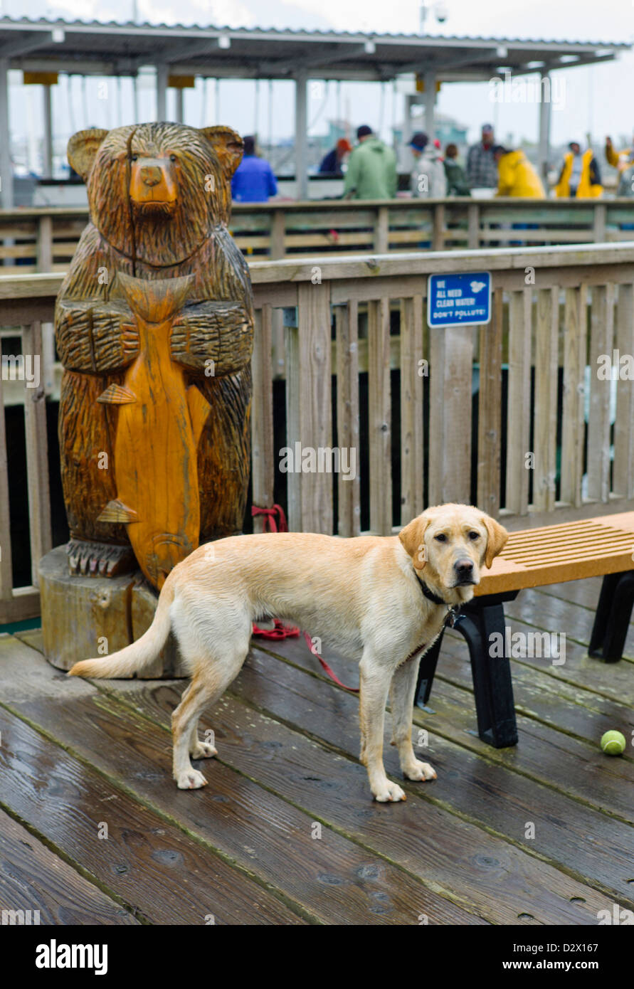 Solitaria e triste giallo Labrador Retriever cane legato ad un banco sui bacini sotto la pioggia, Seward, Alaska, STATI UNITI D'AMERICA Foto Stock