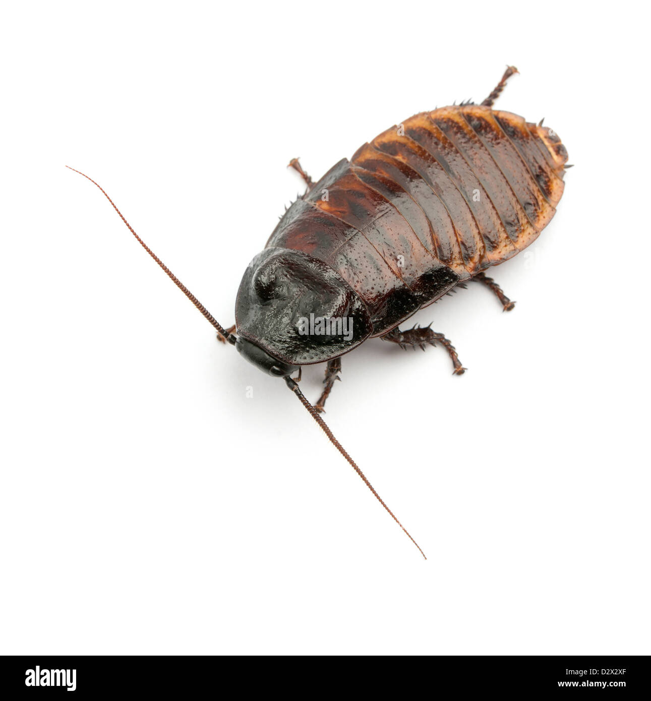Cucaracha Immagini e Fotos Stock - Alamy