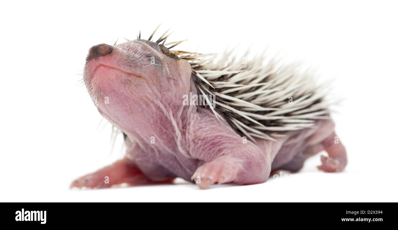 Baby Riccio, 4 giorni di età, contro uno sfondo bianco Foto Stock