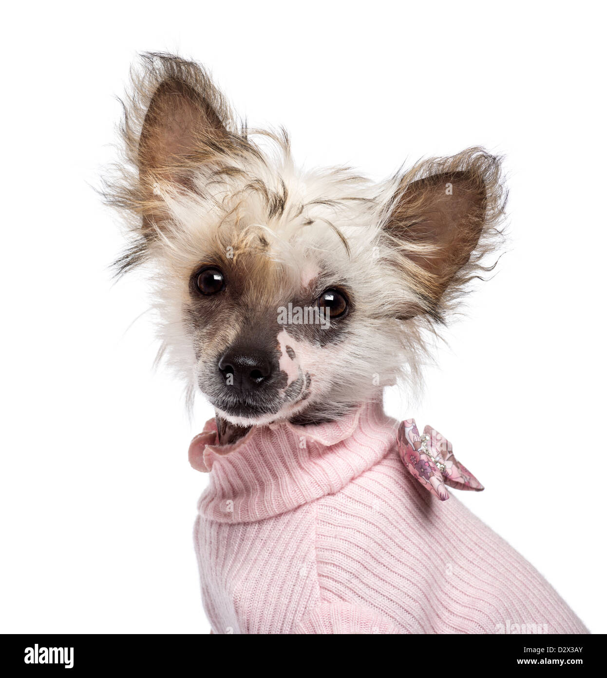 Crested cinese cucciolo, 4 mesi di età, vestita in rosa e guardando la telecamera contro uno sfondo bianco Foto Stock