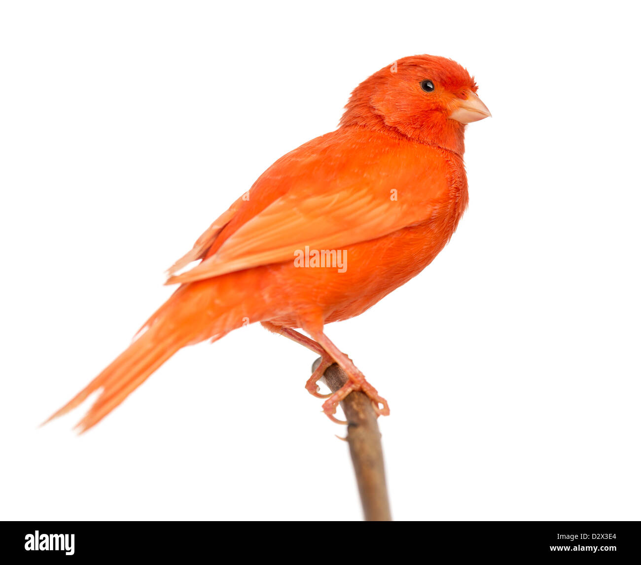 Rosso, Canarie Serinus canaria, appollaiato su un ramo contro uno sfondo bianco Foto Stock