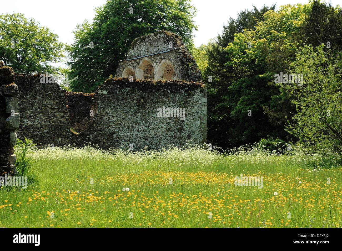 Abbazia di Waverley rovine, Colline del Surrey, Inghilterra Foto Stock