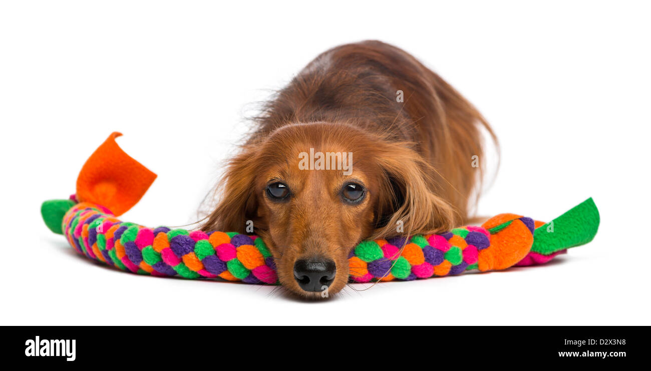 Bassotto, 4 anni, giacente su un cane giocattolo contro uno sfondo bianco Foto Stock