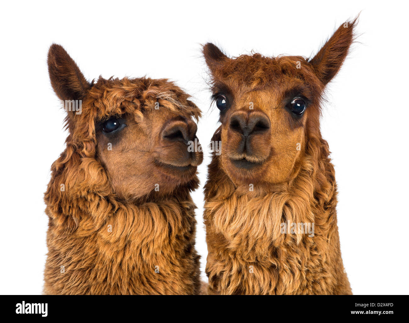 Close-up di due alpaca, Vicugna pacos, si è alla ricerca di distanza e uno è guardando la telecamera contro uno sfondo bianco Foto Stock