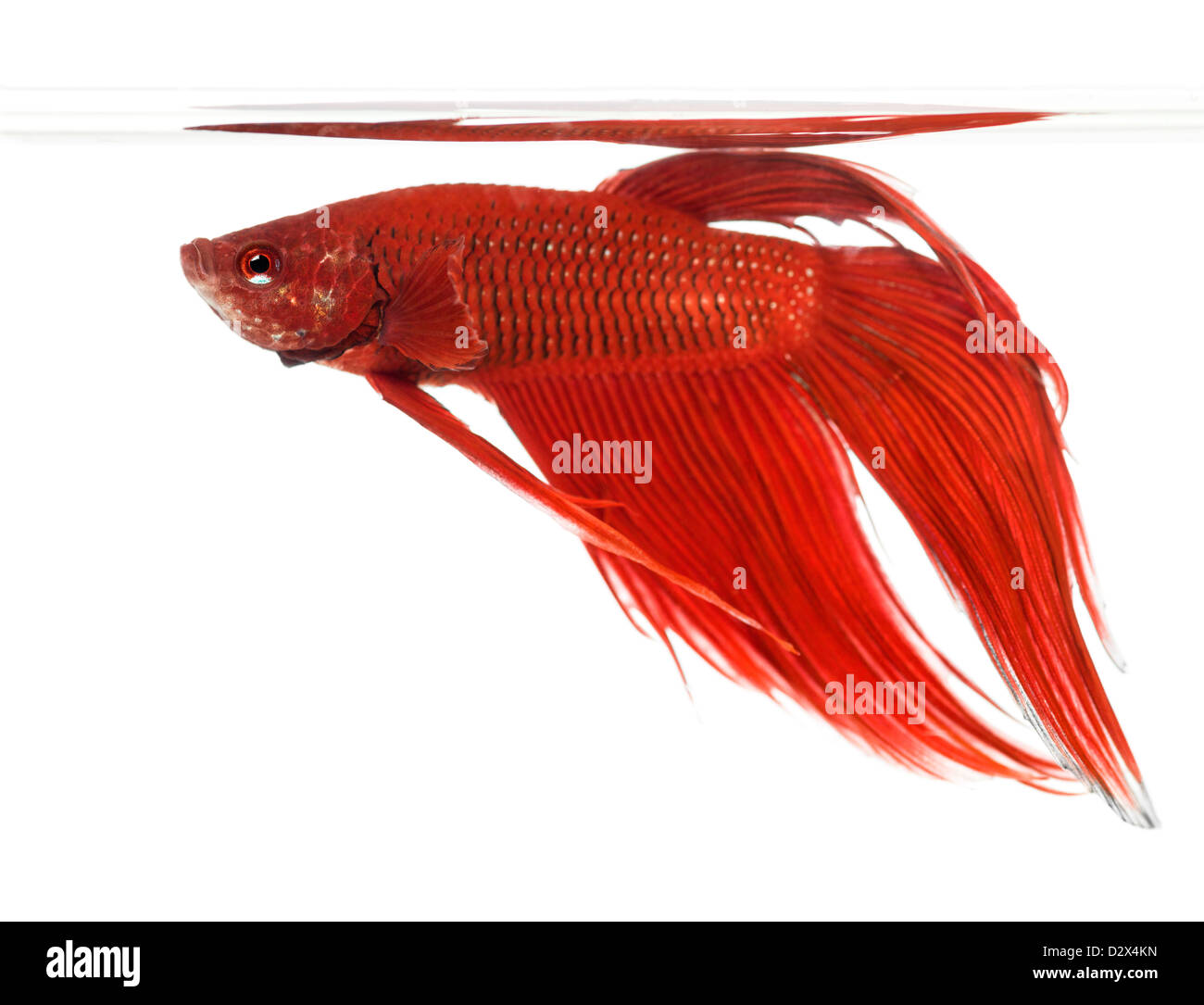Vista laterale di un siamese fighting fish, Betta splendens, contro uno sfondo bianco Foto Stock