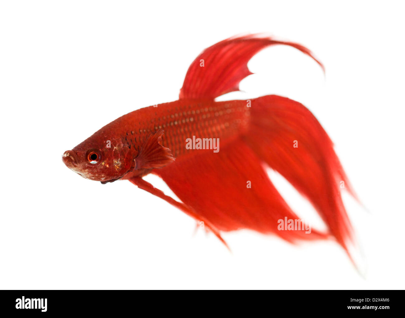 Vista laterale di un siamese fighting fish, Betta splendens, contro uno sfondo bianco Foto Stock