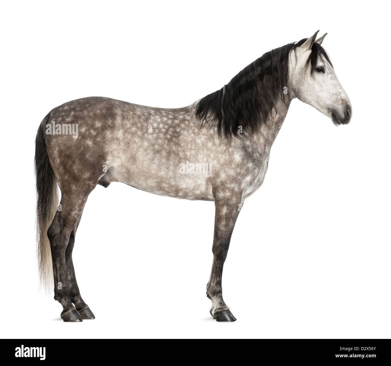 Andaluso, 7 anni, noto anche come pura Cavallo Spagnolo o PRE, contro uno sfondo bianco Foto Stock