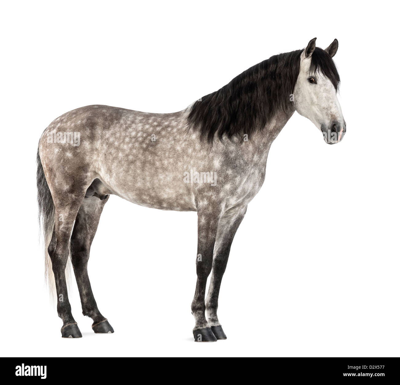 Andaluso, 7 anni, noto anche come pura Cavallo Spagnolo o PRE, contro uno sfondo bianco Foto Stock