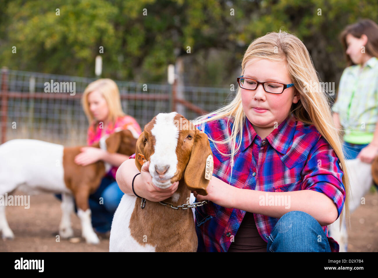 Azienda Agricola Le ragazze prendendo cura del bestiame capre, petting e toelettatura per uno stock mostra Foto Stock