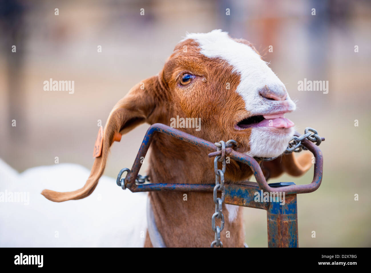 Un giovane capra catena è legato ad un supporto di montaggio per la toelettatura e rifilatura Foto Stock