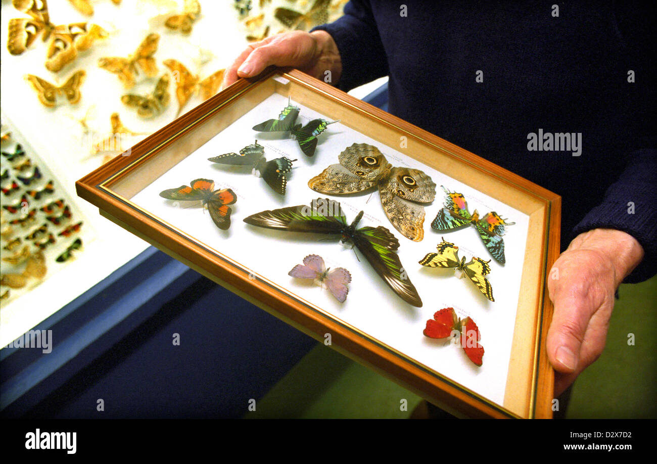 Poster Di Farfalla Atlas. Farfalle. Decorazione Di Farfalle E Falene