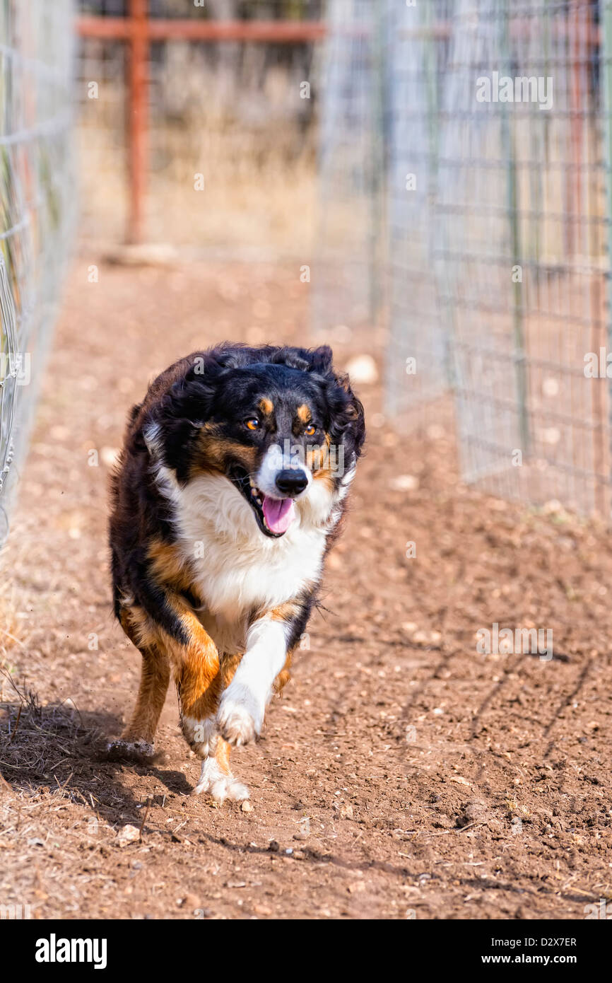Esecuzione di Border Collie cane in un recinto di bestiame Foto Stock