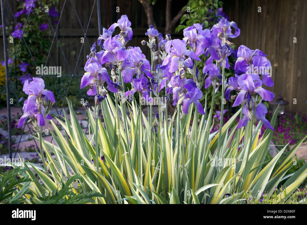 Variegata Iris dolce Foto Stock
