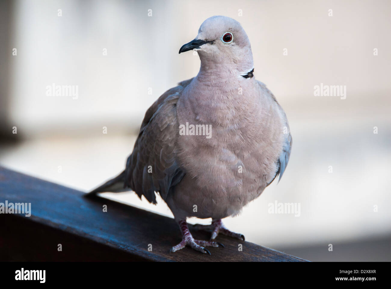 Piccione su rotaia Foto Stock