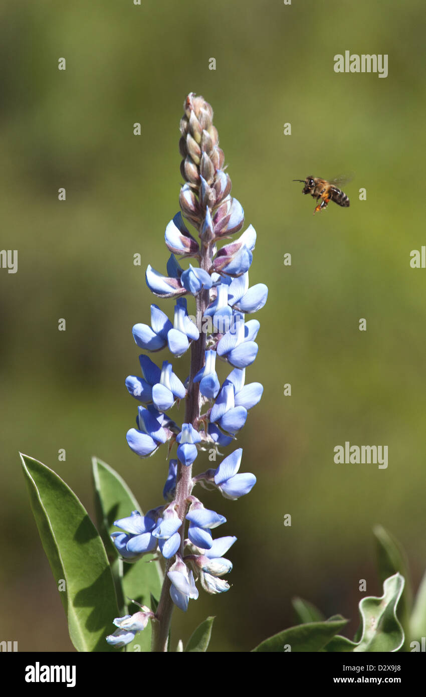 Un'ape di atterraggio su una pianta. Foto Stock