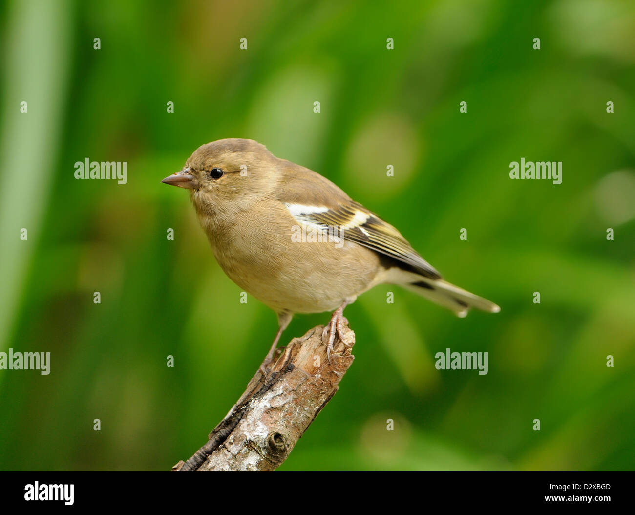 (Fringuello fringilla coelebs), femmina, seduto su un ramo in un giardino inglese Foto Stock