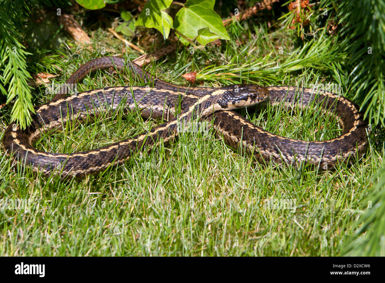 Common Garter Snake (Thamnophis sirtalis) in erba nel giardino di Nanaimo, Isola di Vancouver, BC, Canada in giugno Foto Stock