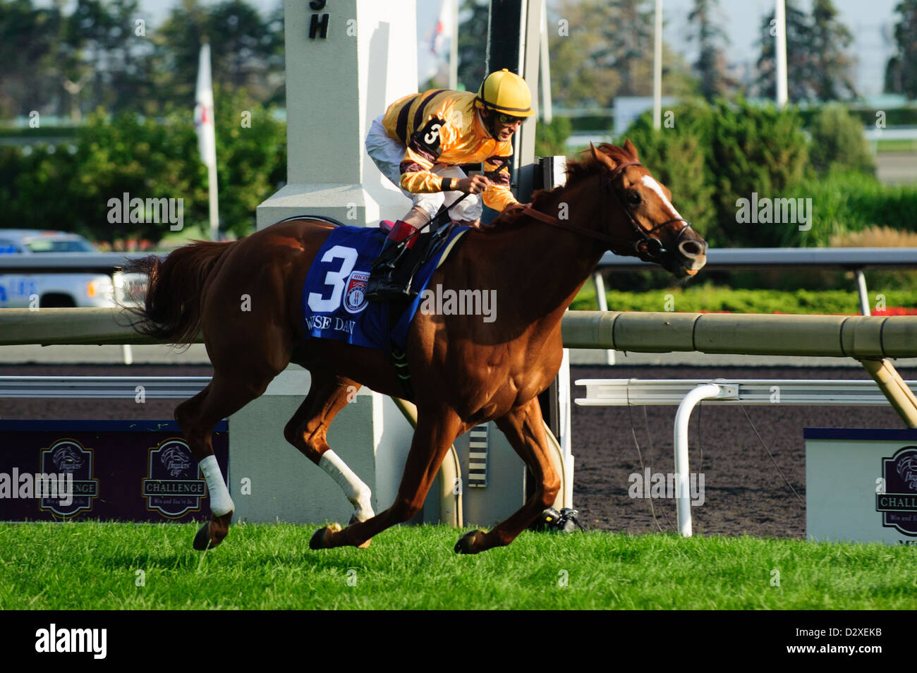 Saggio Dan (3) con il fantino Giovanni Valazquez corse alla vittoria nel Canadian picchetti (Grado I) gara a Woodbine Race Course in Ontari Foto Stock