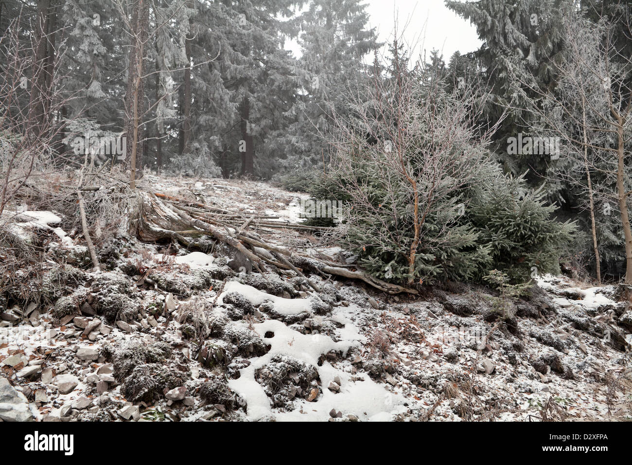 La neve e il gelo nel bosco di conifere Foto Stock