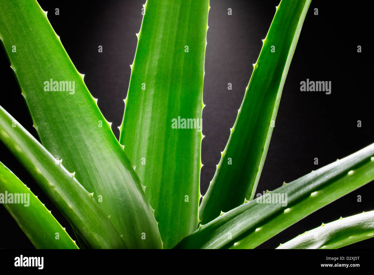 Close up di aloe Foto Stock