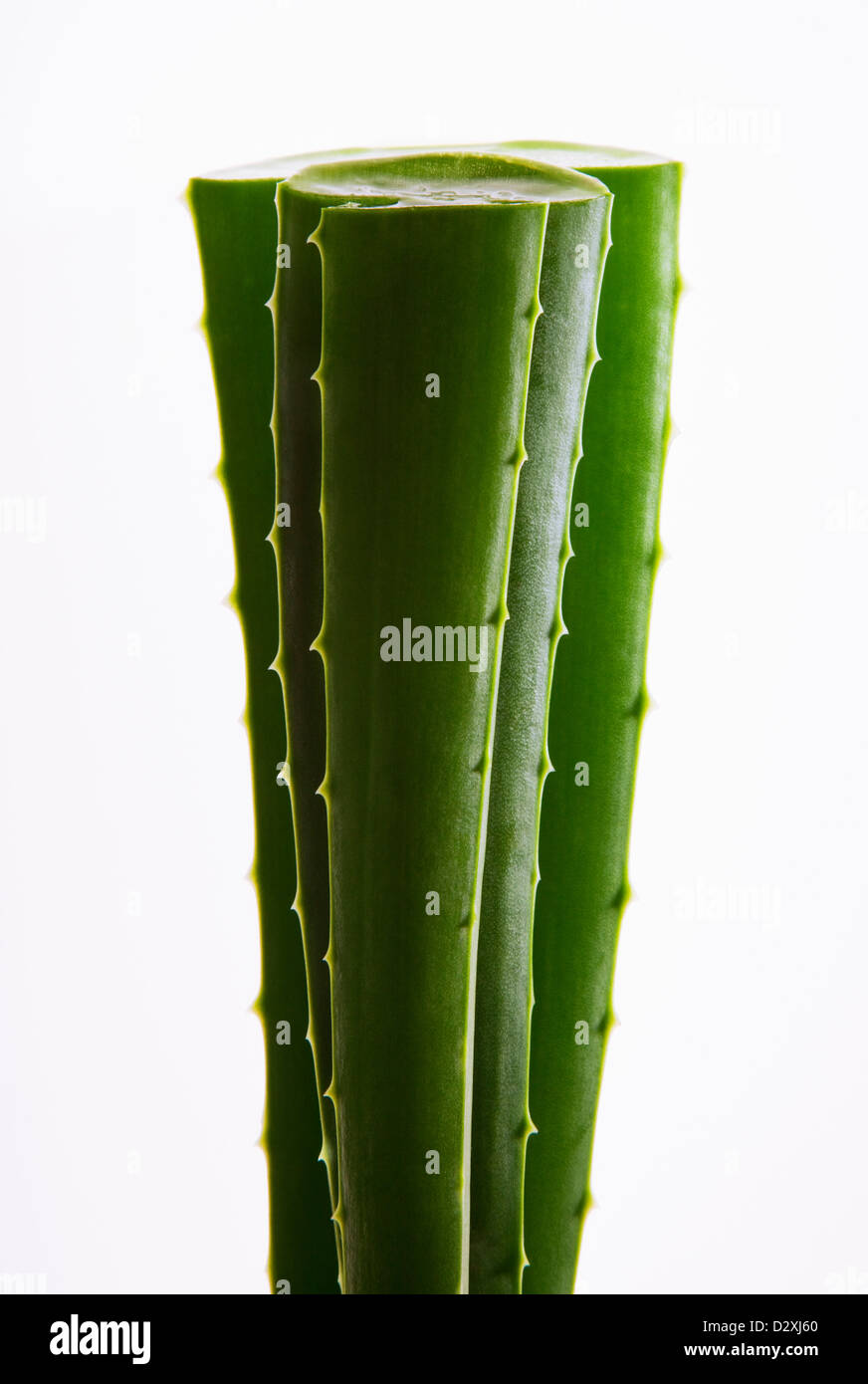 Close up di aloe piccioli Foto Stock