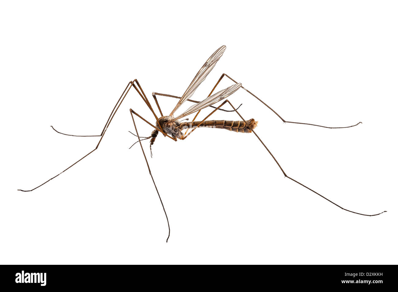 Specie Cranefly Tipula oleracea Foto Stock