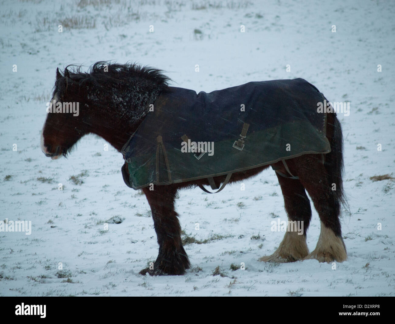 Un solitario cavallo sta nella neve nella campagna inglese. Foto Stock