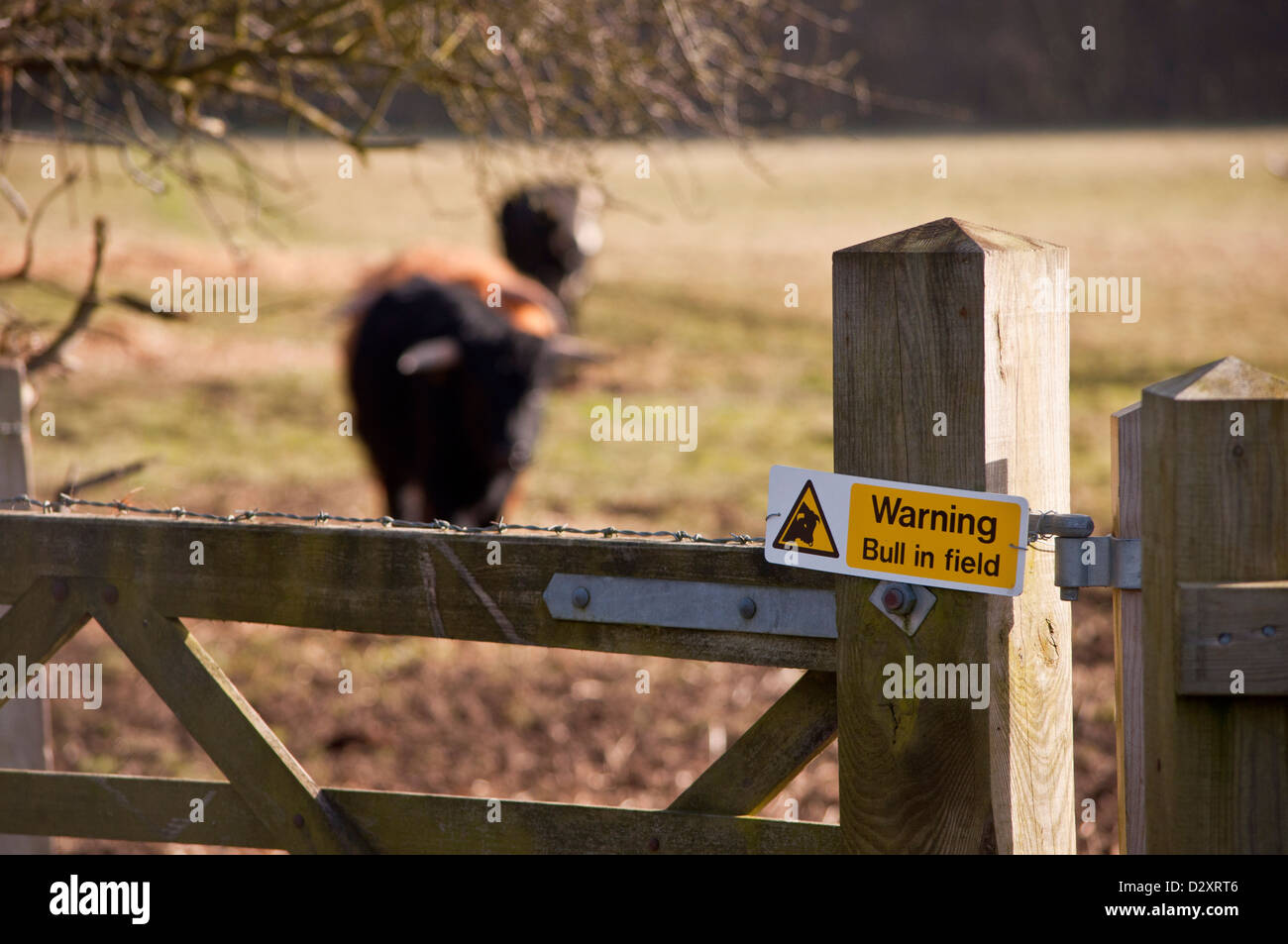 Avvertenza bull nel segno del campo Foto Stock