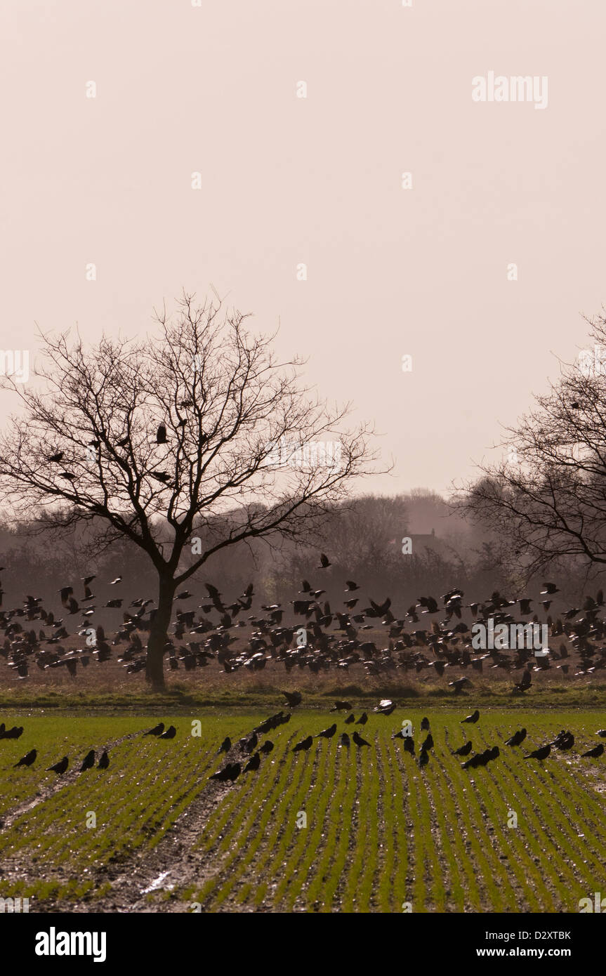 Grande gregge di corvi in un campo arabile mangiare colture Corvus frugilegus Foto Stock